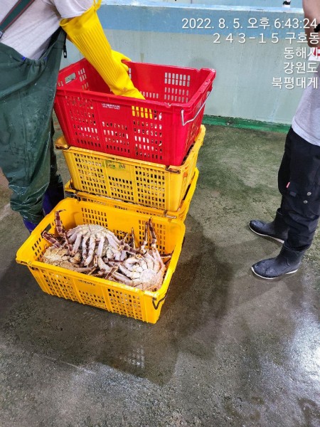 자숙레드킹크랩