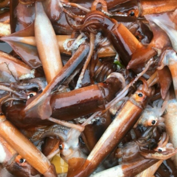 총알오징어 1kg