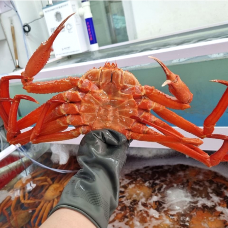 [ 생물 ] 러시아 대왕 홍게 1kg