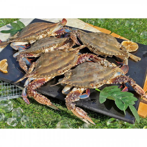 제철 암꽃게 1kg