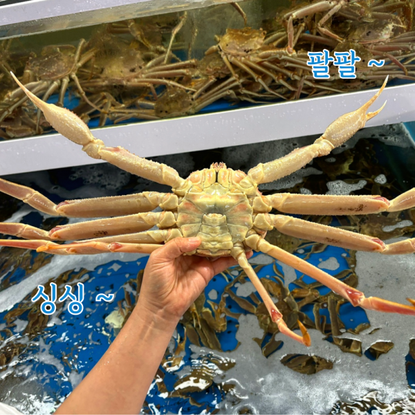 생물 러시아 대게 1kg