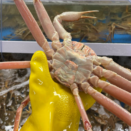 [ 생물 ]  러시아 대게 1kg
