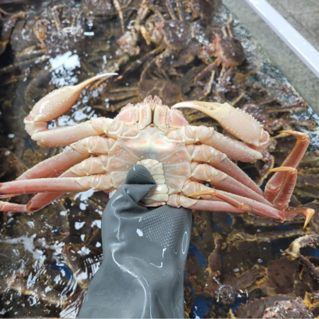 [ 생물 ]  러시아 대게 1kg