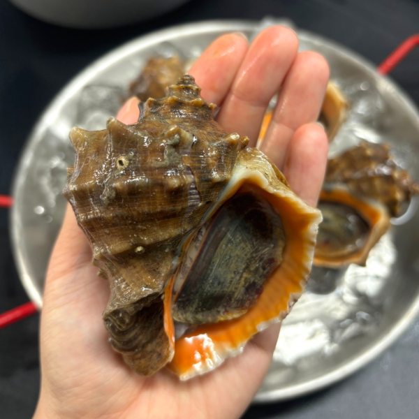 남해안 활 참소라1kg (5-8미내외)