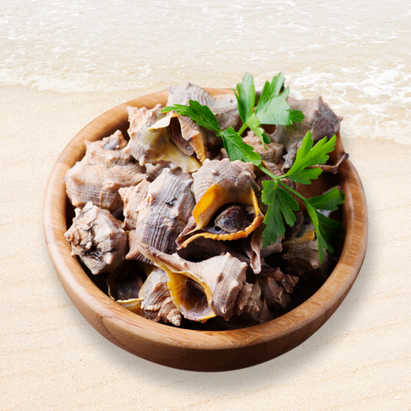 남해안 활 참소라1kg (5-8미내외)