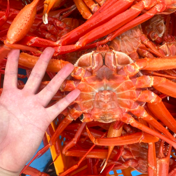 [ 생물 ] 러시아 대왕 홍게 1kg
