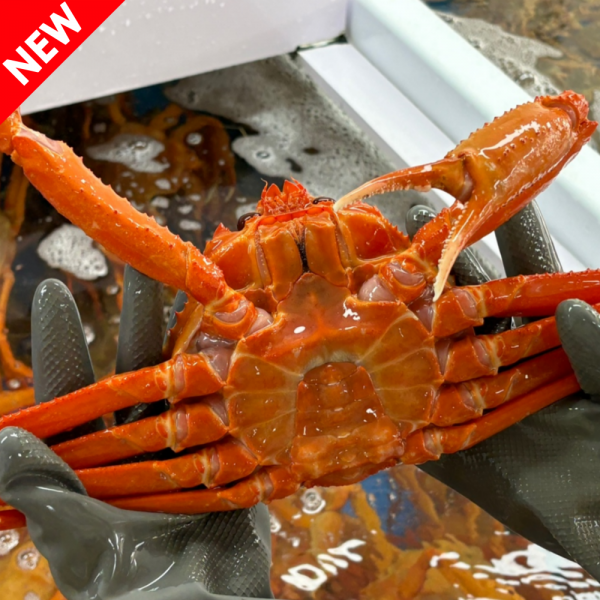 생물 러시아 대왕 홍게 1kg