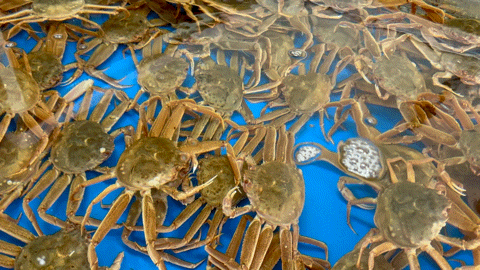 활 암컷 대게(빵게) 1kg
