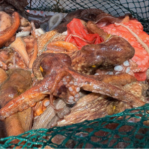 국내산 생물 돌문어1kg(1-4미 내외)